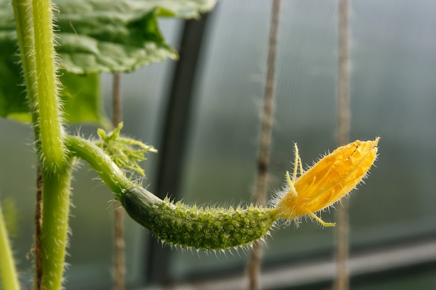 Pepino en una rama que crece en invernadero