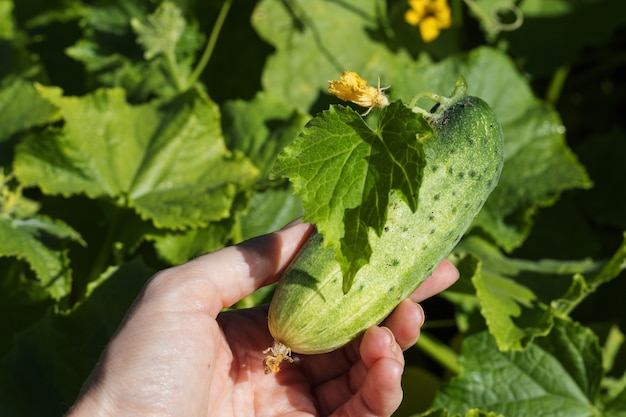 Un pepino recién cosechado en la mano de una mujer, en un día soleado. Cosecha de hortalizas orgánicas.