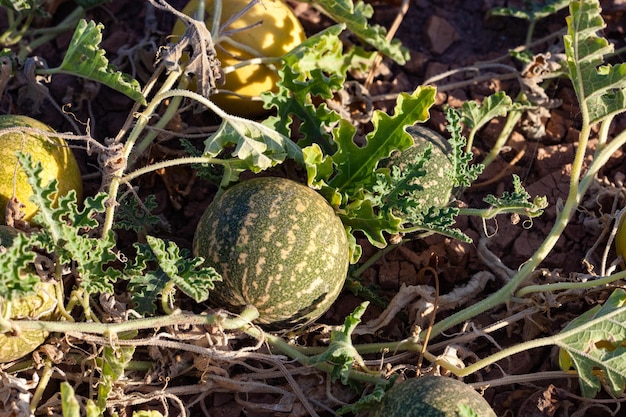 pepino, tipo de calabaza pequeña que crece silvestre en el campo