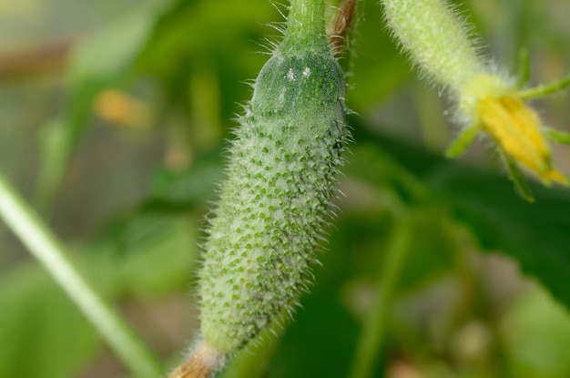 pepino verde crescendo em um arbusto