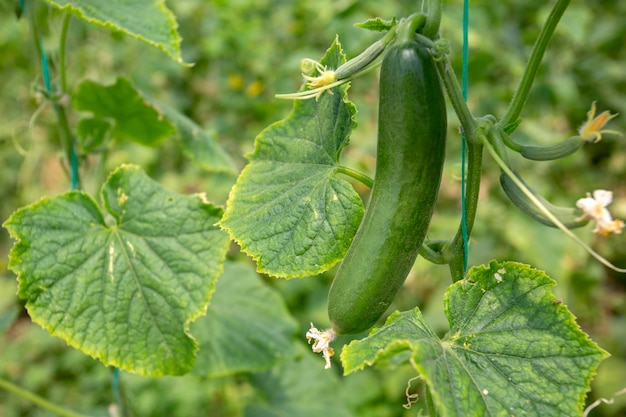 Pepino verde crescendo em vegetais de campo para colheita.