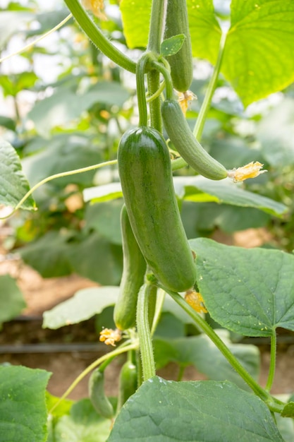 Pepino verde crescendo em vegetais de campo para colheita.