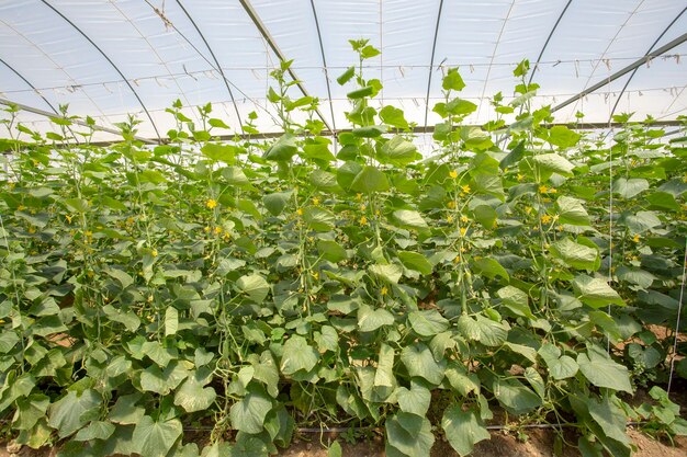 Pepino verde crescendo em vegetais de campo para colheita.