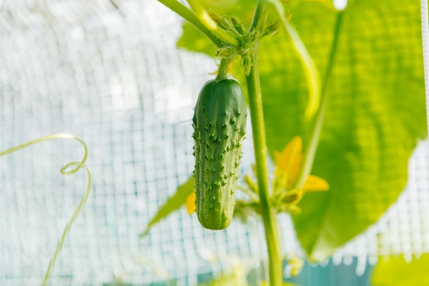 Pepino verde em um galho