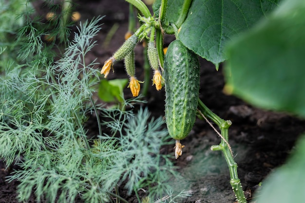 Un pepino verde fresco cuelga de una rama.