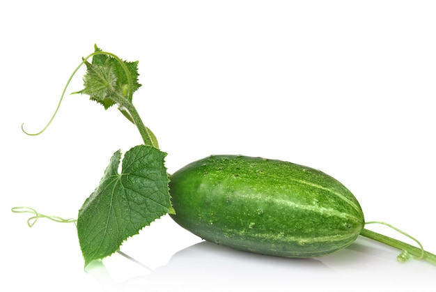 Pepino verde con hojas aisladas en blanco