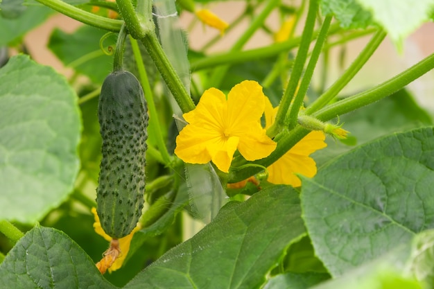 Pepino verde jovem em um galho com flores amarelas