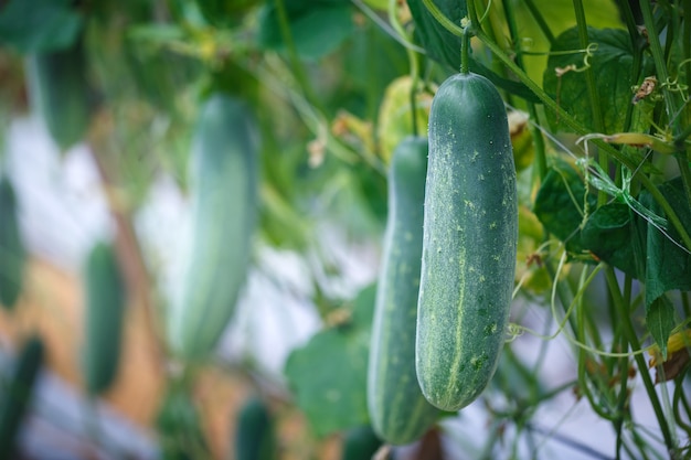 Pepino verde maduro, crescendo em horta