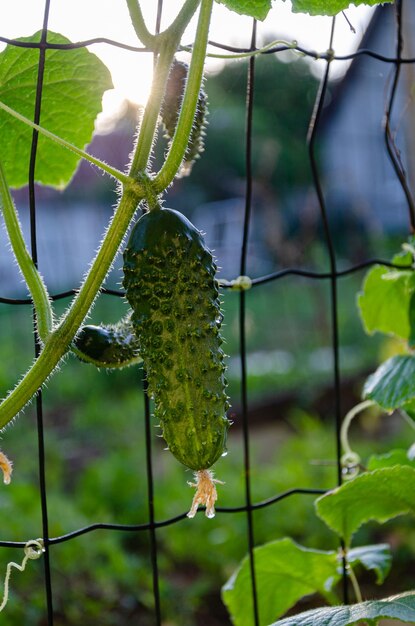 Pepino verde maduro en el jardín. jardinería de alimentos.