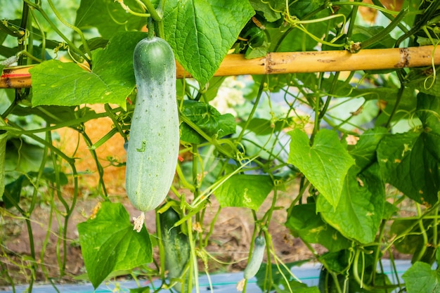 Pepino verde que crece en huerto orgánico