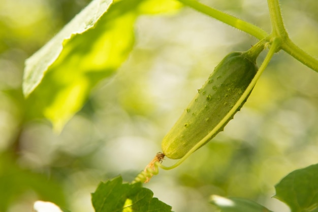 Pepino verde que crece en el jardín Concepto de cultivo de alimentos orgánicos