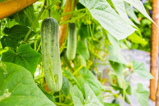 Pepino verde que crece en el jardín orgánico