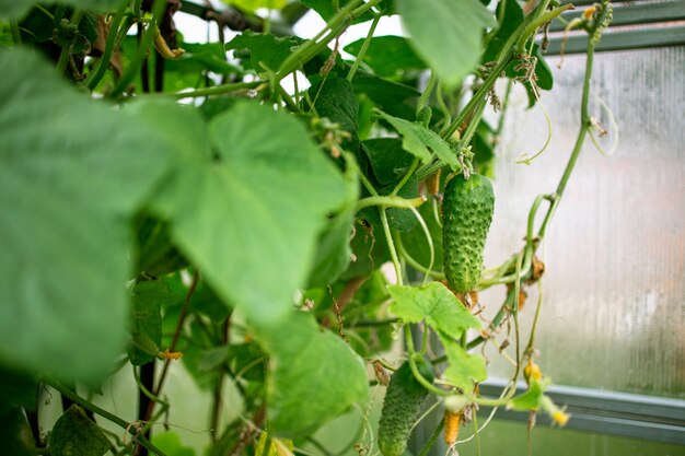 Pepino verde en una rama en un invernadero