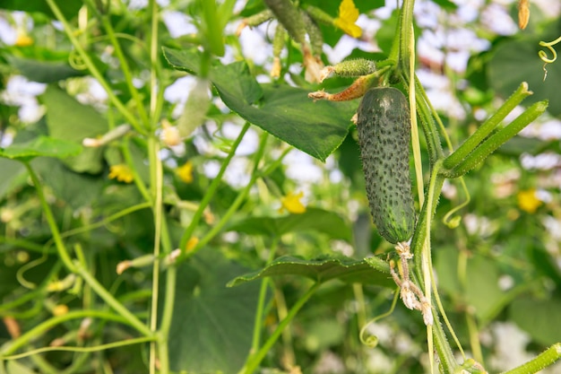 Pepinos en el arbusto