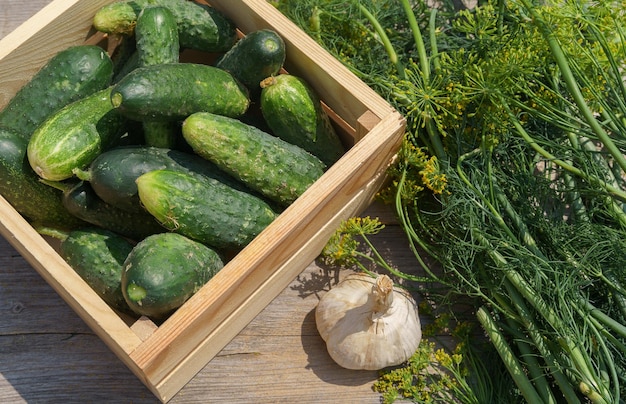 Pepinos en una caja de madera ajo y hierbas para encurtir en una mesa áspera en el jardín