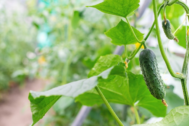 Los pepinos caseros crecen en tallos