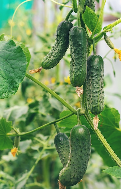 Los pepinos caseros crecen en tallos