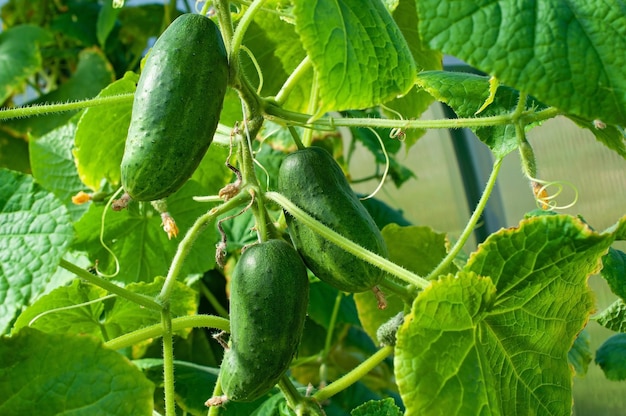 Los pepinos están creciendo en el jardín Cultivando vegetales en un invernadero