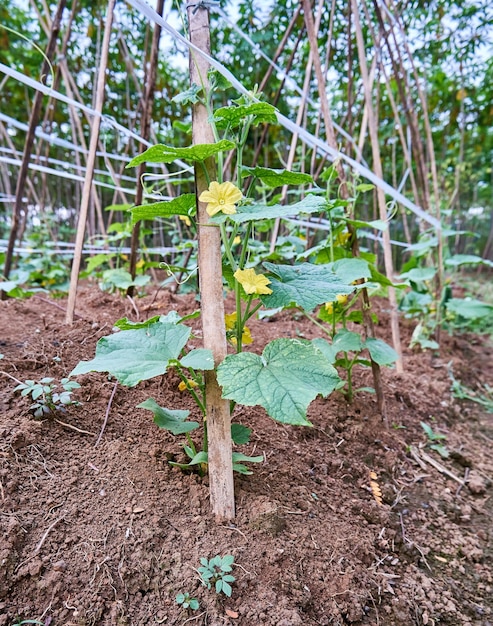 Los pepinos están creciendo en el jardín.