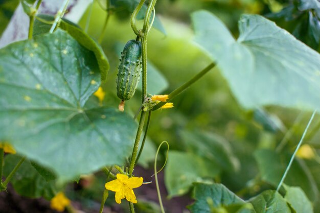 Pepinos con hojas