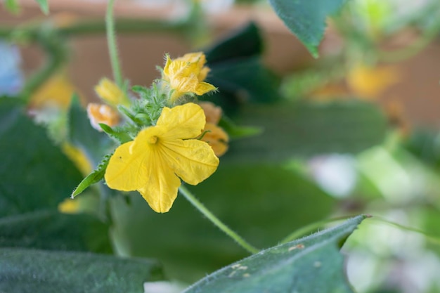 Pepinos jóvenes en el primer plano del jardín Agricultura Cultivo de vegetales naturales