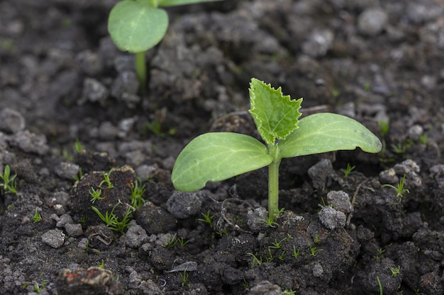 Pepinos jóvenes que crecen en el invernadero Plantas de pepino en el jardín