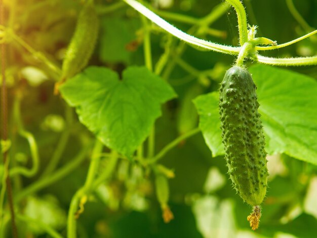 Pepinos jovens com flores amarelas crescendo em um galho em estufa