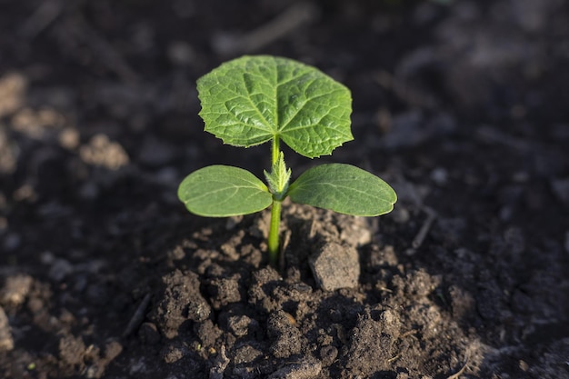 Pepinos jovens crescendo na estufa Plantas de pepino no jardimbad