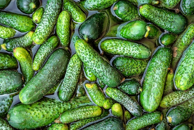 Pepinos maduros en el agua como textura