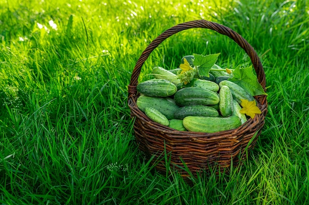 Pepinos maduros en una cesta de mimbre sobre la hierba verde.