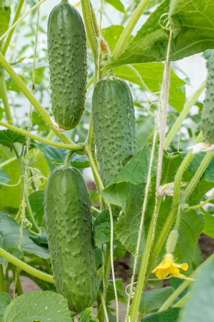 Pepinos maduros de close-up em um arbusto em uma estufa. Pepino crescendo no jardim.