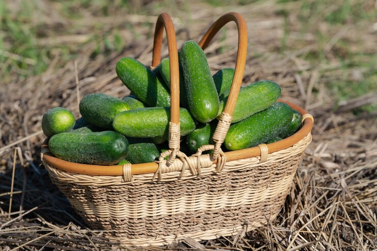 Pepinos orgânicos verdes recém-colhidos em pé de cesta de vime no feno. Verão e vegetais ecológicos recém-saudáveis na fazenda agrícola em tempo ensolarado.