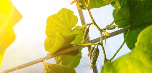 Pepinos pequenos e grandes que crescem em uma colheita de vegetais floridos do jardim da estufa