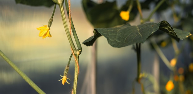 Pepinos pequenos e grandes que crescem em uma colheita de vegetais floridos do jardim da estufa