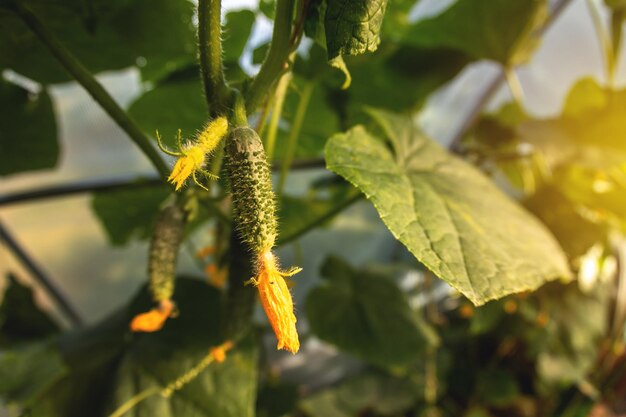 Pepinos pequenos e grandes que crescem em uma colheita de vegetais floridos do jardim da estufa