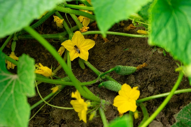 Pepinos que crecen en un huerto en verano con frutas verdes y flores amarillas