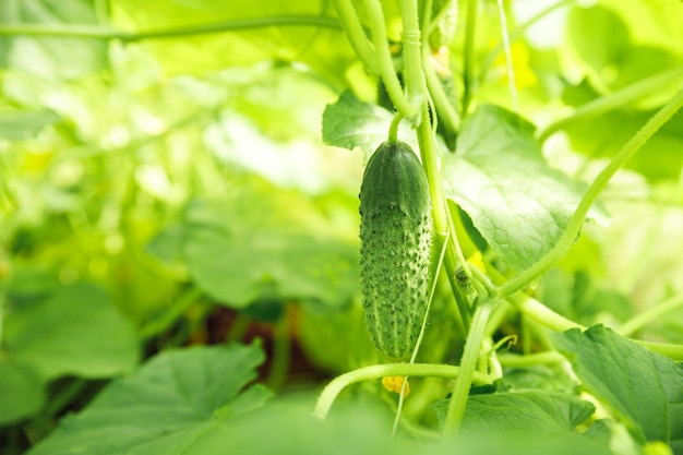 Pepinos que crecen en un invernadero vegetales saludables sin productos orgánicos de pesticidas Plantas jóvenes que florecen pepino con flores amarillas en la planta solar con muchas verduras