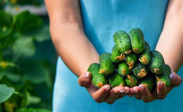 Pepinos recém-colhidos nas mãos de um agricultor