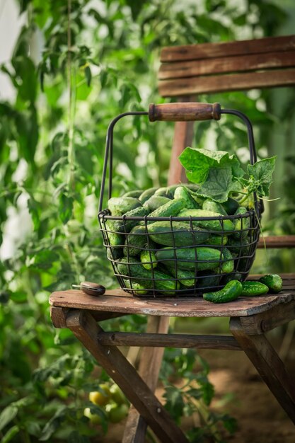 Pepinos sanos y verdes en un invernadero