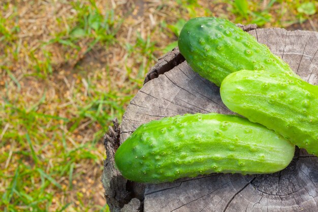 Pepinos en el tocón de un árbol viejo