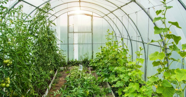 Los pepinos y los tomates crecen en un moderno arco solar de invernadero de policarbonato, la luz del sol a través de paredes transparentes, el concepto de cultivo en un terreno cerrado