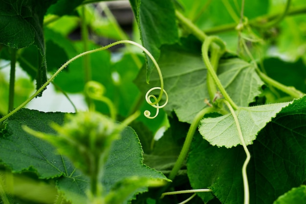 Pepinos verdes com flores penduram em um galho