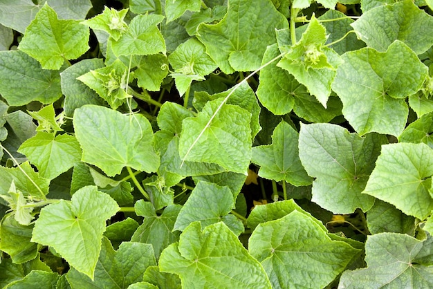 Pepinos verdes, fotografados em close-up