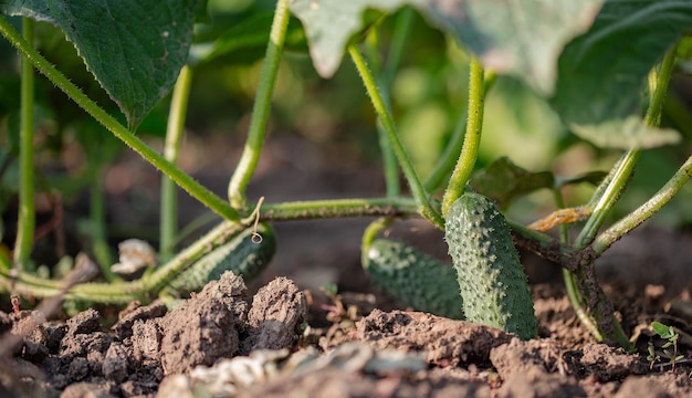 Los pepinos verdes frescos jóvenes crecen jardín en campo abierto en el espacio de copia de fondo de suelo marrón