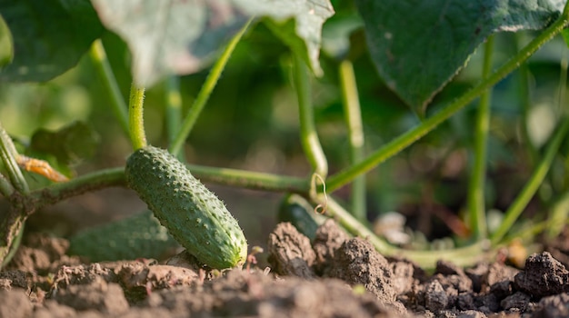 Los pepinos verdes frescos jóvenes crecen jardín en campo abierto en el espacio de copia de fondo de suelo marrón