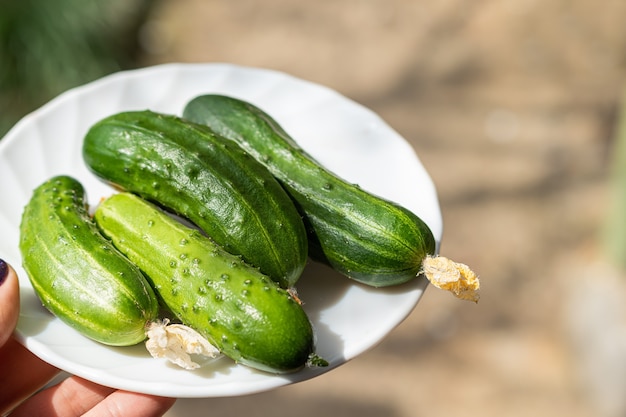 Pepinos verdes frescos en el plato blanco. Asimiento femenino plato de vidrio blanco con pepinos verdes.