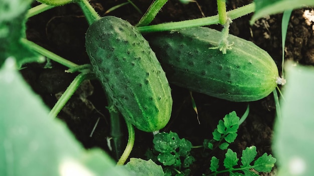 Pepinos verdes frescos que crecen en la cama del jardín en el jardín del agricultor