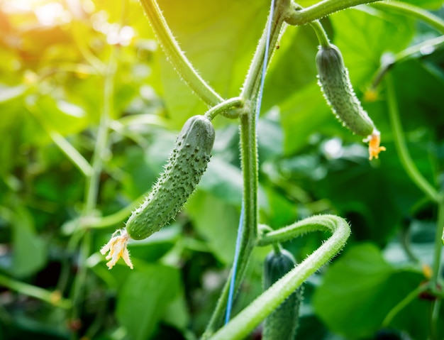 Pepinos verdes longos em um galho em uma estufa