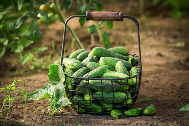 Pepinos verdes y maduros en cesta vieja