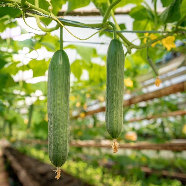 pepinos verdes que crecen en un invernadero en la granja, vegetales saludables sin pesticidas, producto orgánico
